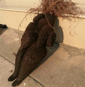 人形何首乌的照片,人形何首乌存在吗