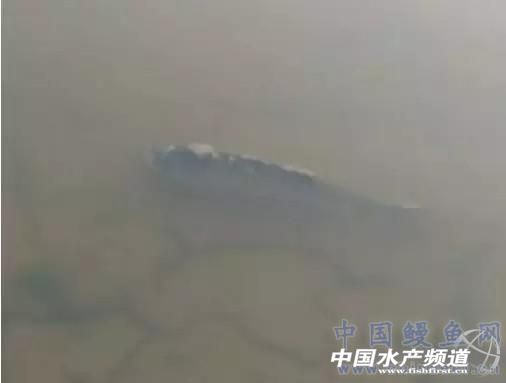 4月下旬小草鱼烂鳃、水霉、锚头蚤等常见疾病分析处理及预防