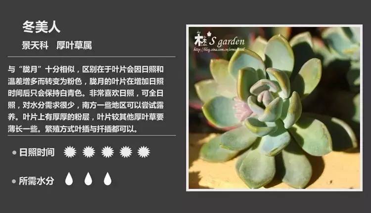 所有多肉植物的名字大全及图片,多肉植物的各种名字大全集