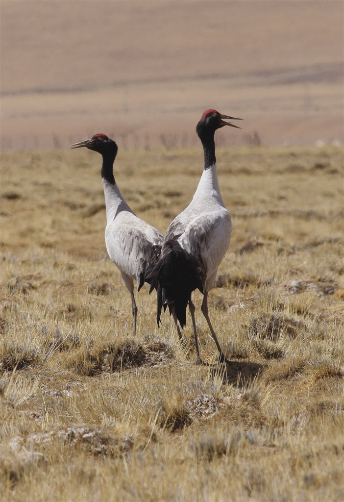 黑颈鹤有几个配偶,黑颈鹤大雁双双飞