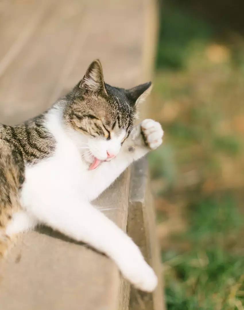 今朝好风日,假日风出游穿搭一周穿搭不重样