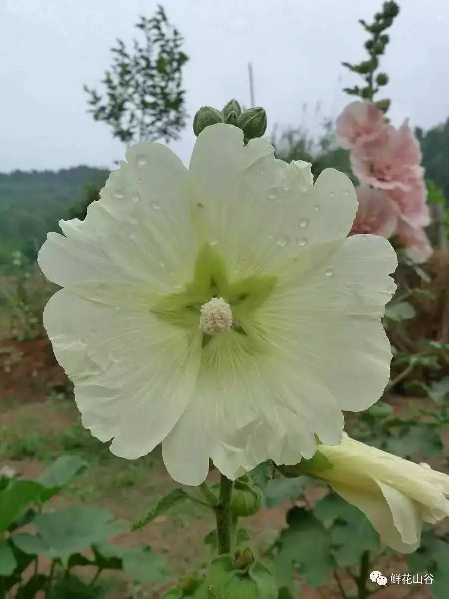 五月相约看蓝色花海,五月相约昆明蓝花楹花海