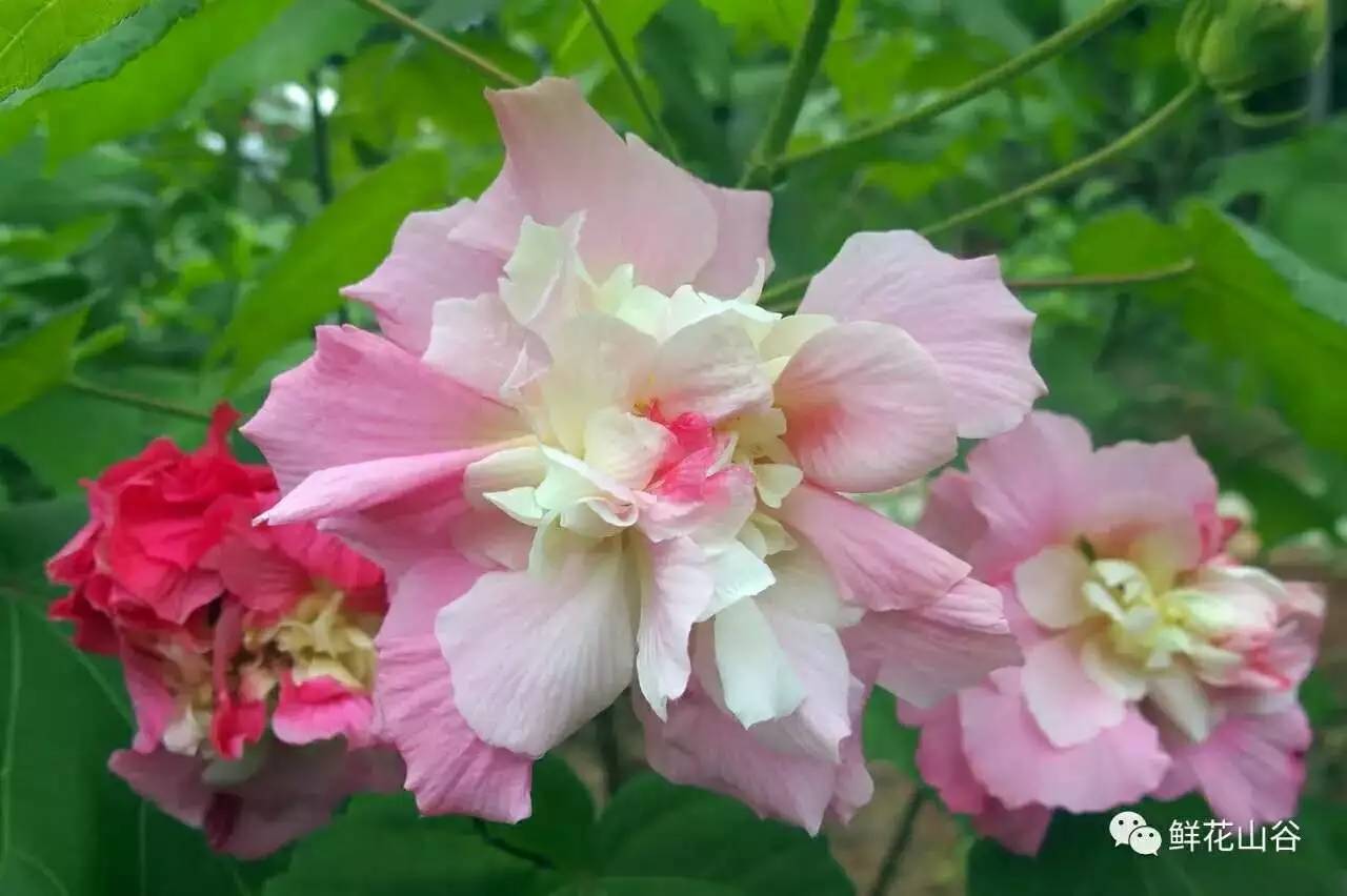 五月相约看蓝色花海,五月相约昆明蓝花楹花海