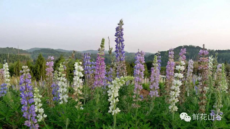 五月相约看蓝色花海,五月相约昆明蓝花楹花海