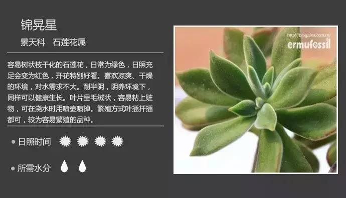 所有多肉植物的名字大全及图片,多肉植物的各种名字大全集