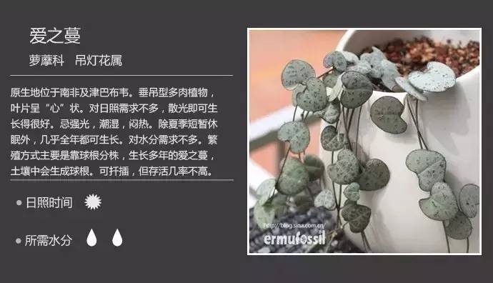 所有多肉植物的名字大全及图片,多肉植物的各种名字大全集