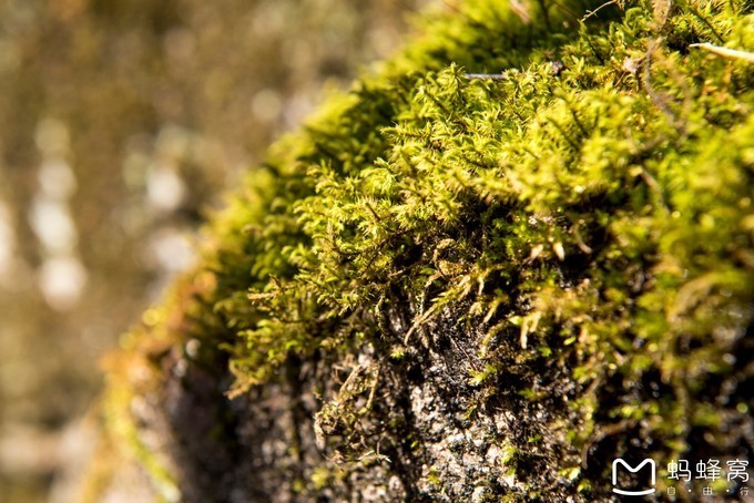 见神池浩渺如天镜浮空出自哪里,神池登山步道一日游路线