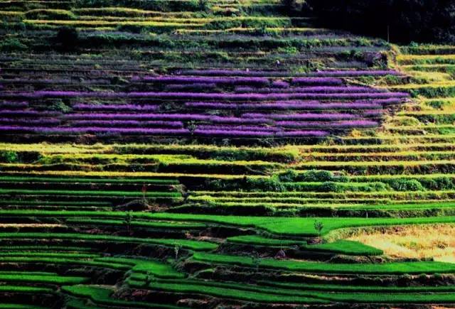 上海高铁到黄山4日游攻略,上海高铁到黄山旅行攻略