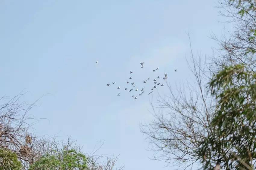 今朝好风日,假日风出游穿搭一周穿搭不重样