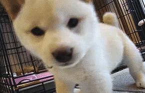 广西是哪个民族的自治区,广西是一个什么样子的省份