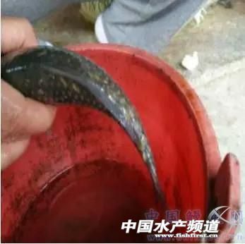 4月下旬小草鱼烂鳃、水霉、锚头蚤等常见疾病分析处理及预防