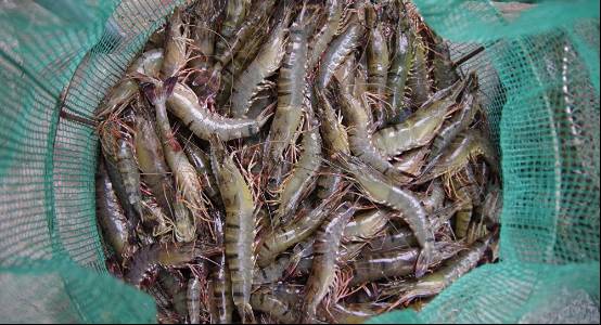 俄罗斯治白癜风有奇效吗,俄罗斯最好的治疗白癜风药