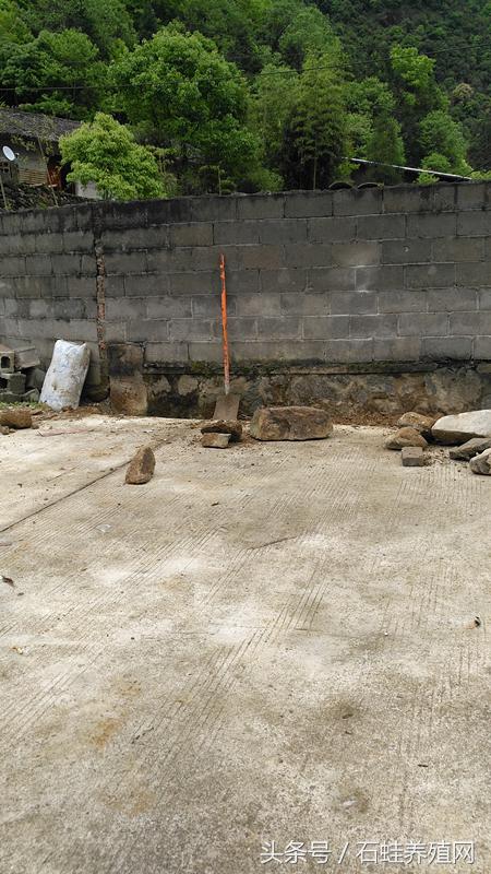 石蛙养殖创业,石蛙养殖成功典型案例