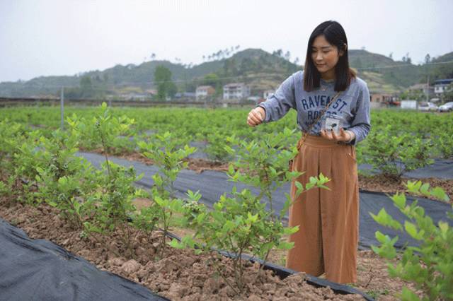 宜宾屏山蓝莓基地采摘园在哪,宜宾蓝莓采摘基地多久可以摘