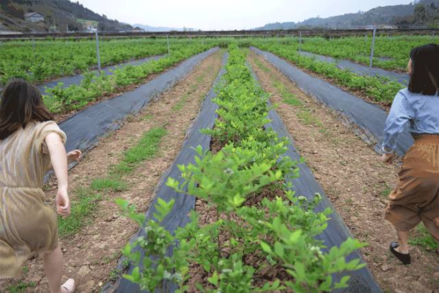 宜宾屏山蓝莓基地采摘园在哪,宜宾蓝莓采摘基地多久可以摘
