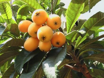 植物王国奇迹果,水果王国植物图鉴系列