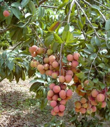 植物王国奇迹果,水果王国植物图鉴系列