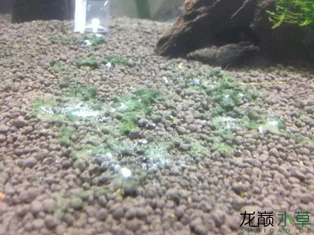 水草造景之我见-水草造景详细开缸教程及相关常见问题预防解答