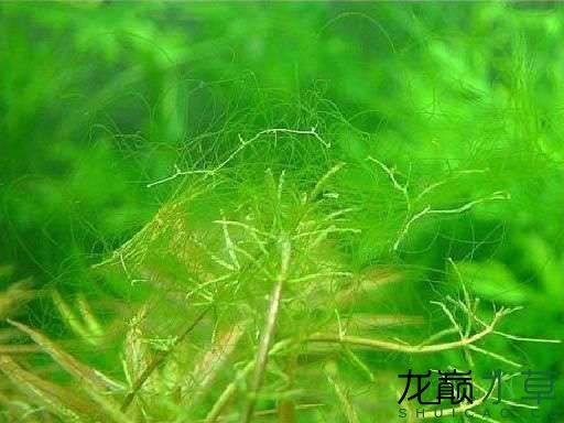 水草造景之我见-水草造景详细开缸教程及相关常见问题预防解答