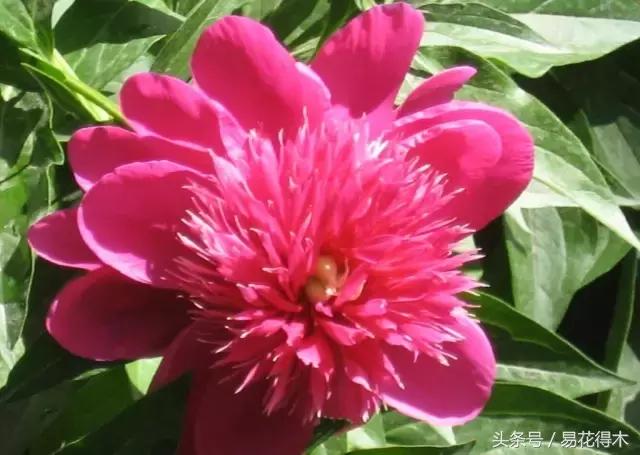 芍药名贵品种图片大全,芍药名贵品种紫袍金带