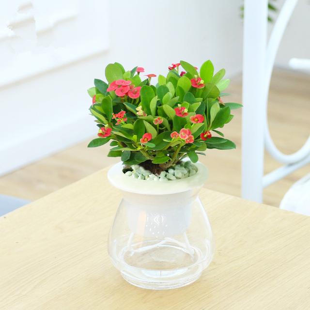 十种常见的水培植物推荐,超实用水培植物怎么养