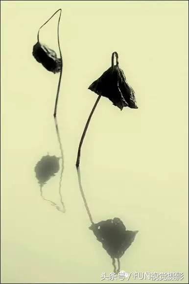 花卉创意摄影作品欣赏,花卉创意摄影十个技巧是什么