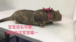 小猫被铲屎官的呼噜惊呆,铲屎官忍不住对小猫下手