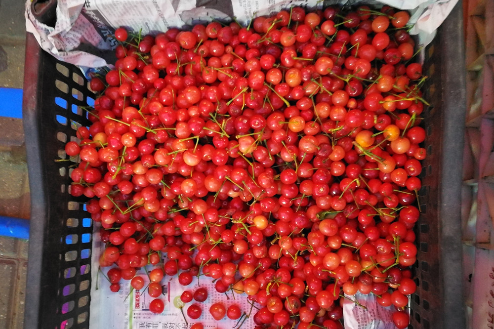 欢迎品尝烟台大樱桃,福山大樱桃和海阳大樱桃