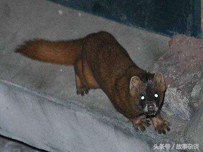 老头上山打猎夜遇黄鼠狼讨封,八十岁老汉上山打猎