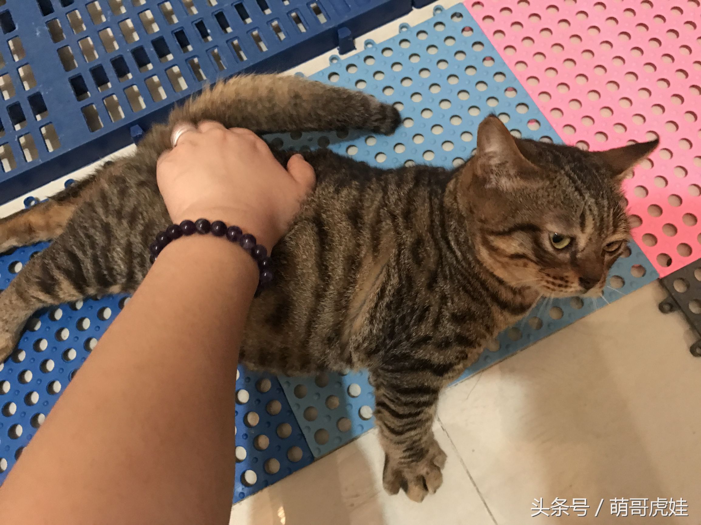 小猫被铲屎官的呼噜惊呆,铲屎官忍不住对小猫下手