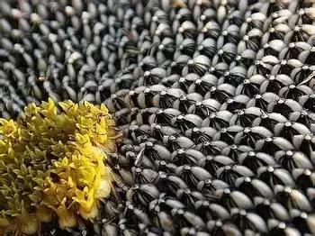 北伐叶挺,叶挺北伐吴佩孚