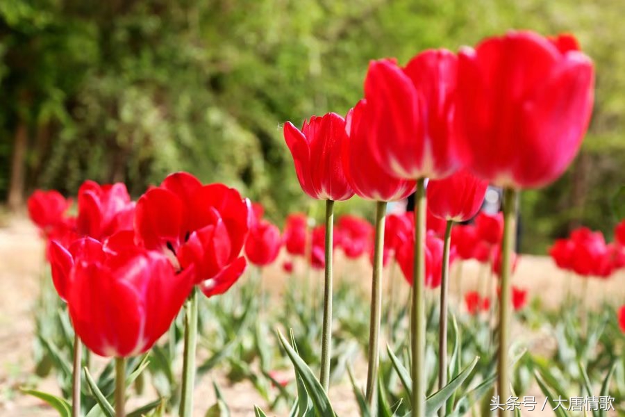 郁金香盛开的美丽,郁金香绽放在波斯湾上空