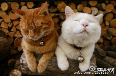 猫的一些生理常识