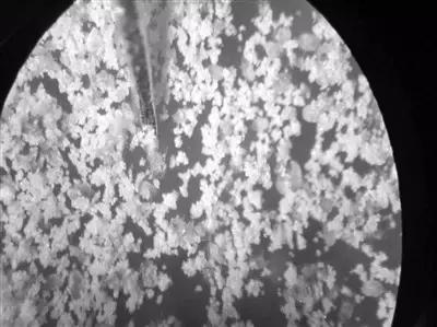 被子晒完太阳真的是螨虫的味道吗,晒过太阳的被子香味是螨虫尸体吗