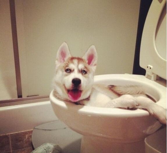 胃你好吗含义,狗狗肠胃不好怎么办最有效