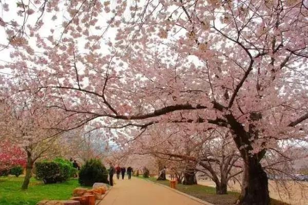 莫负春光辽宁赏花踏青攻略来了,辽宁最美十大花海