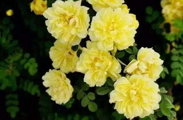 莫负春光辽宁赏花踏青攻略来了,辽宁最美十大花海