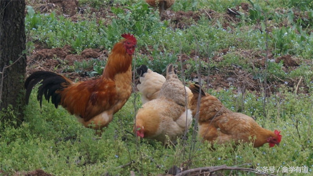 养鸡肠道喂什么药最好,养鸡防治小知识