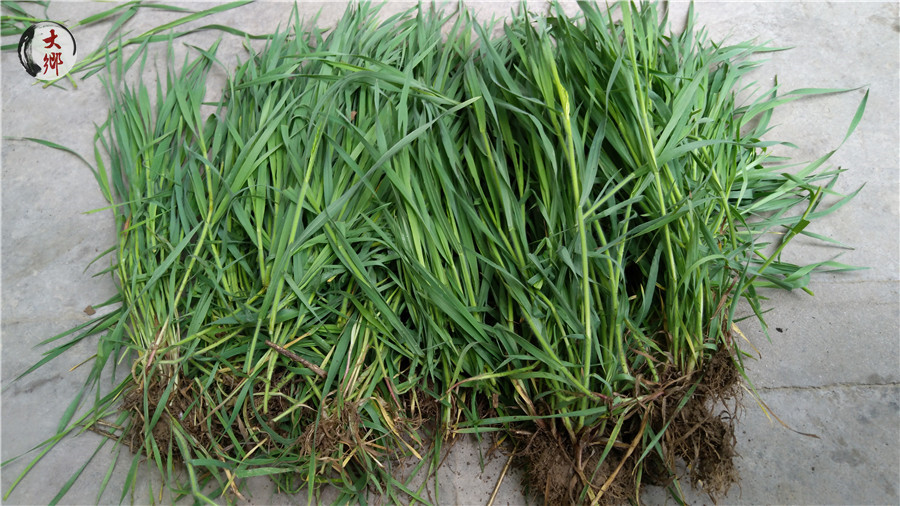 野燕麦在农村当做杂草，却不知鲜榨的“野麦汁”还有这些功能