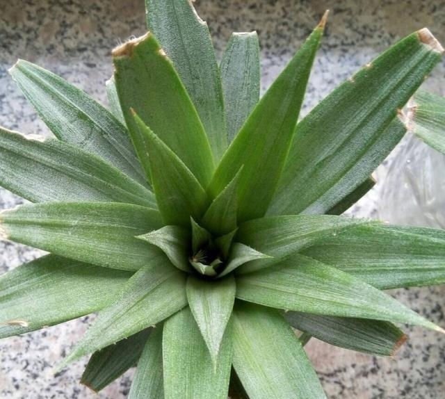 菠萝吃完怎么能种菠萝,菠萝头怎么才能长出新鲜的菠萝