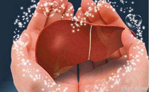 这几种中草药都是宝！养肝护肝少不了