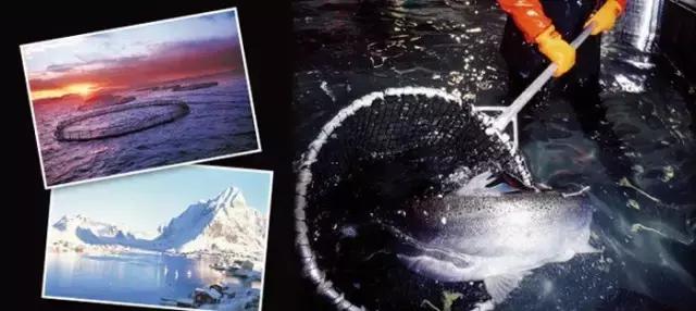 大西洋鲑鱼和挪威三文鱼的区别,我们吃的三文鱼怎么来的