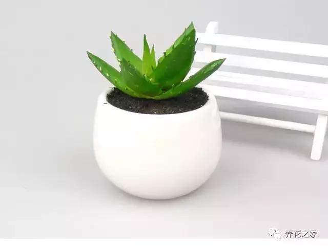 家里养的芦荟的正确使用方法,在家里养芦荟居然有这么多好处