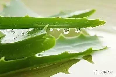 家里养的芦荟的正确使用方法,在家里养芦荟居然有这么多好处