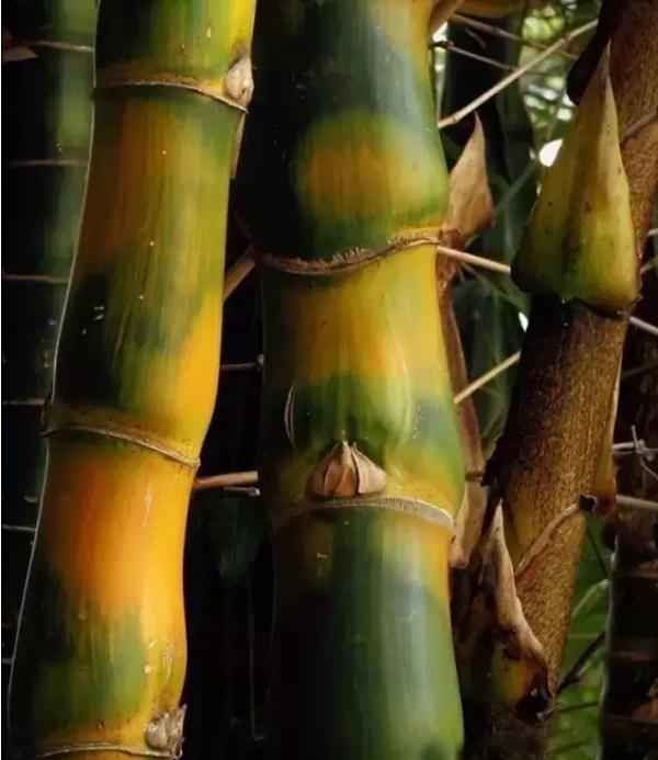 罗汉竹竹节竿3米6,仿竹节式罗汉竹鲫鱼竿