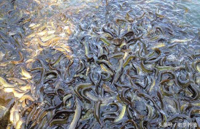 捕捉泥鳅的最佳饵料,怎么捕捉泥鳅和螃蟹