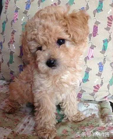 泰迪三千买的贵不贵,三千左右的贵泰迪