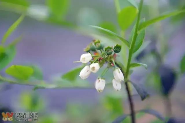宜宾屏山蓝莓基地采摘园在哪,宜宾蓝莓采摘基地多久可以摘
