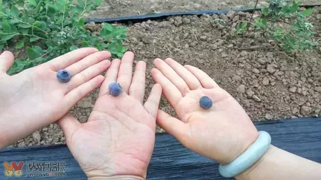 宜宾屏山蓝莓基地采摘园在哪,宜宾蓝莓采摘基地多久可以摘