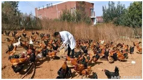 如何可以有效的销售农产品,新手如何做好卖农产品的推广